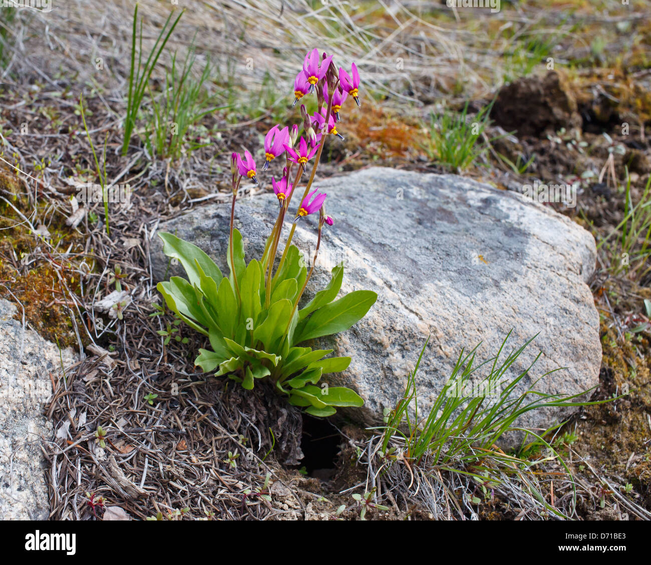 Shooting star wildflower with multiple stems next to a rock on the