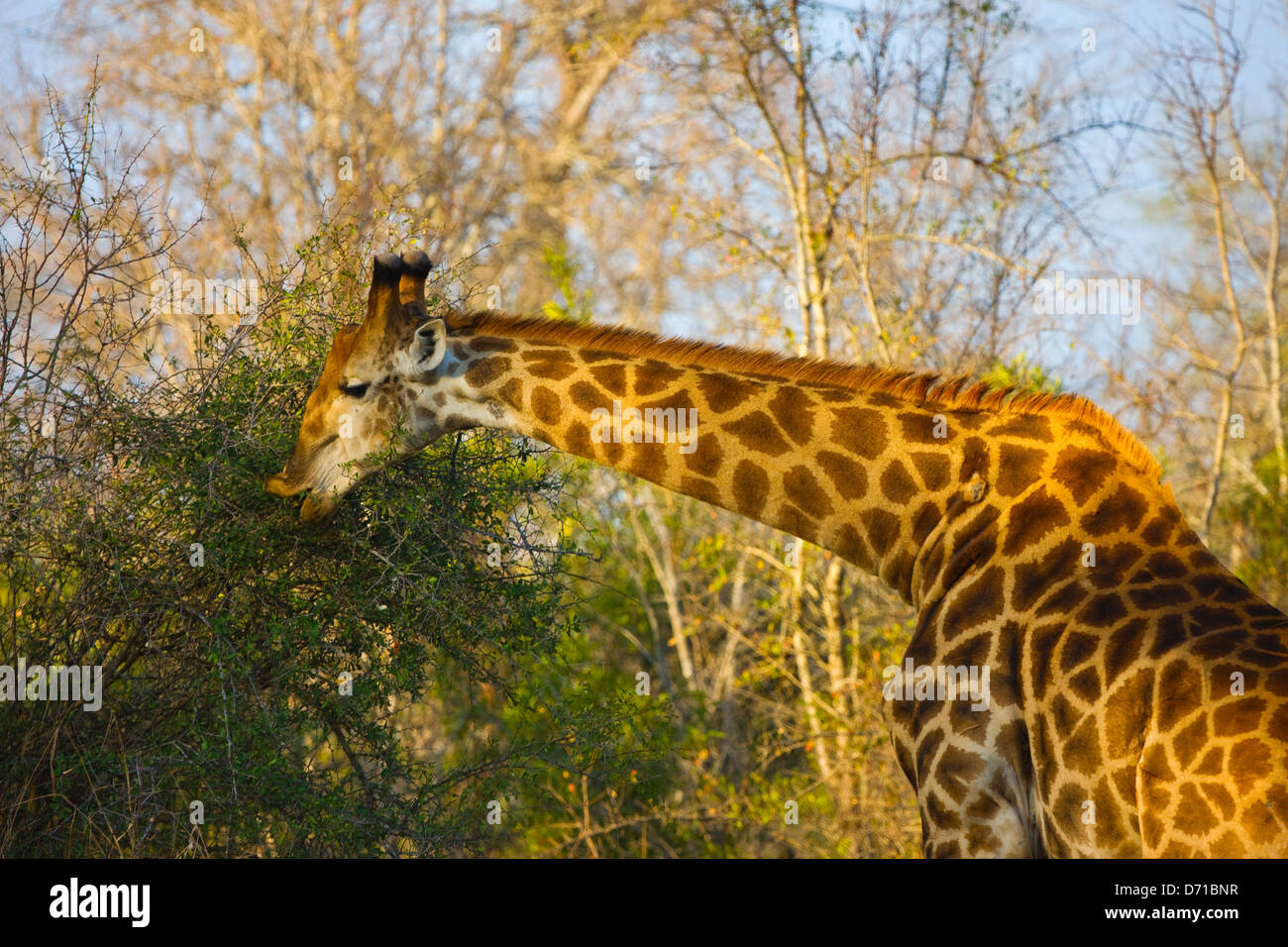 Giraffe south africa hi-res stock photography and images - Alamy