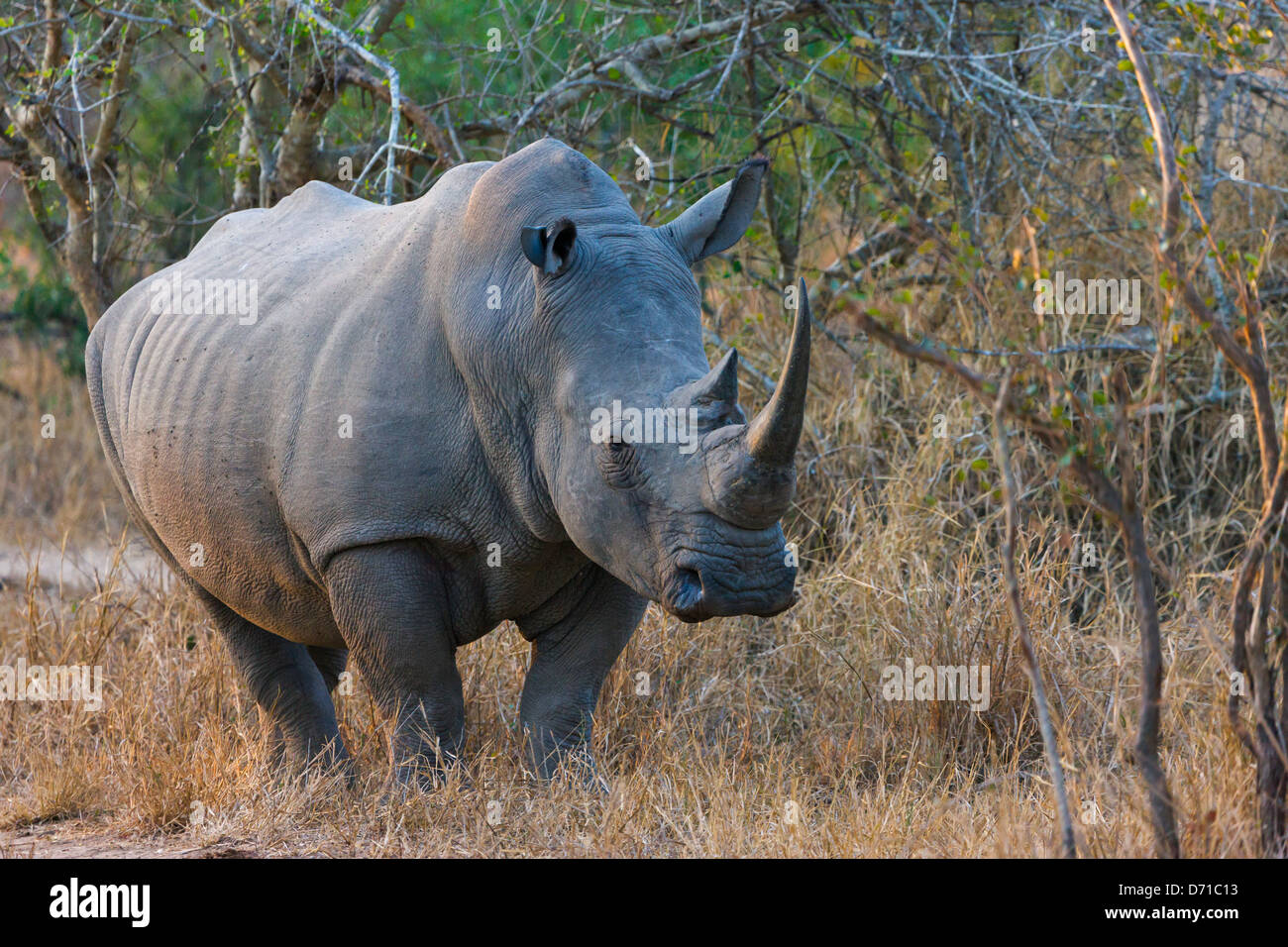 Black Rhino, South Africa Stock Photo