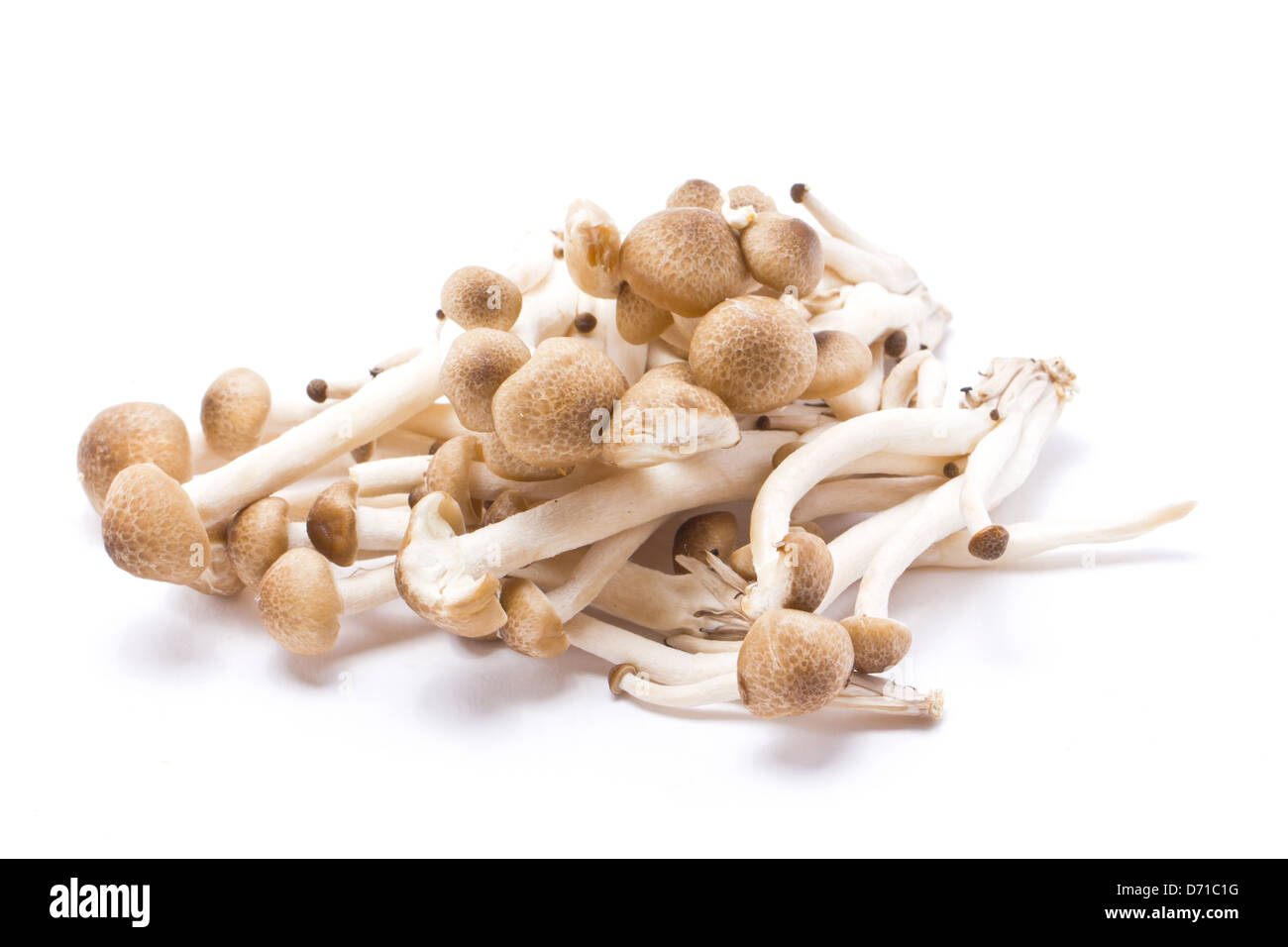 Brown Beech Mushrooms Isolated on White. Stock Photo