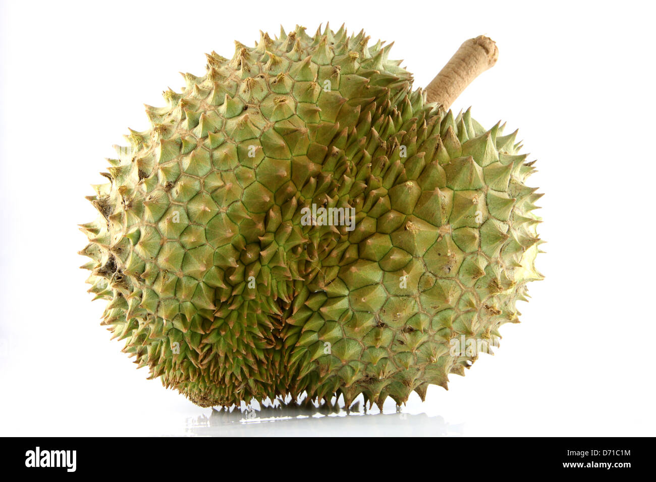 The spiky fruit called the Durian and the king of fruit. Stock Photo