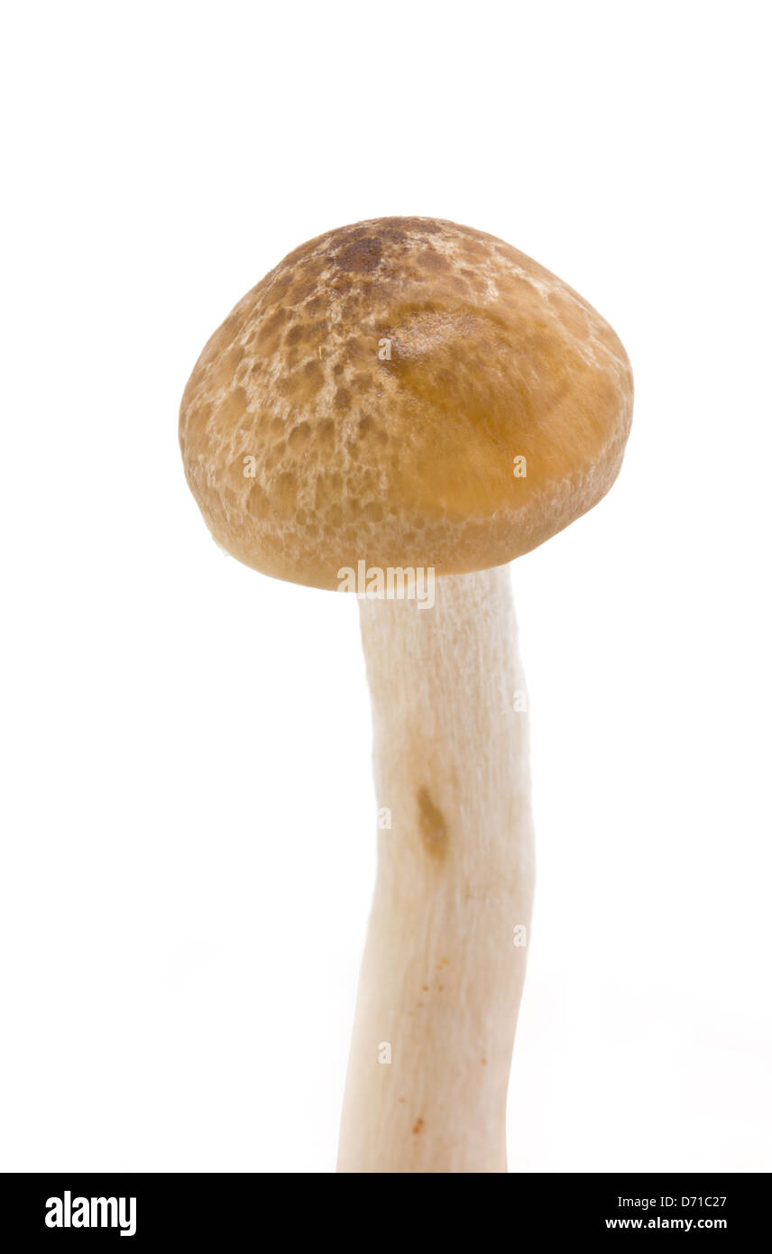 Brown Beech Mushrooms on White Background Stock Photo - Alamy
