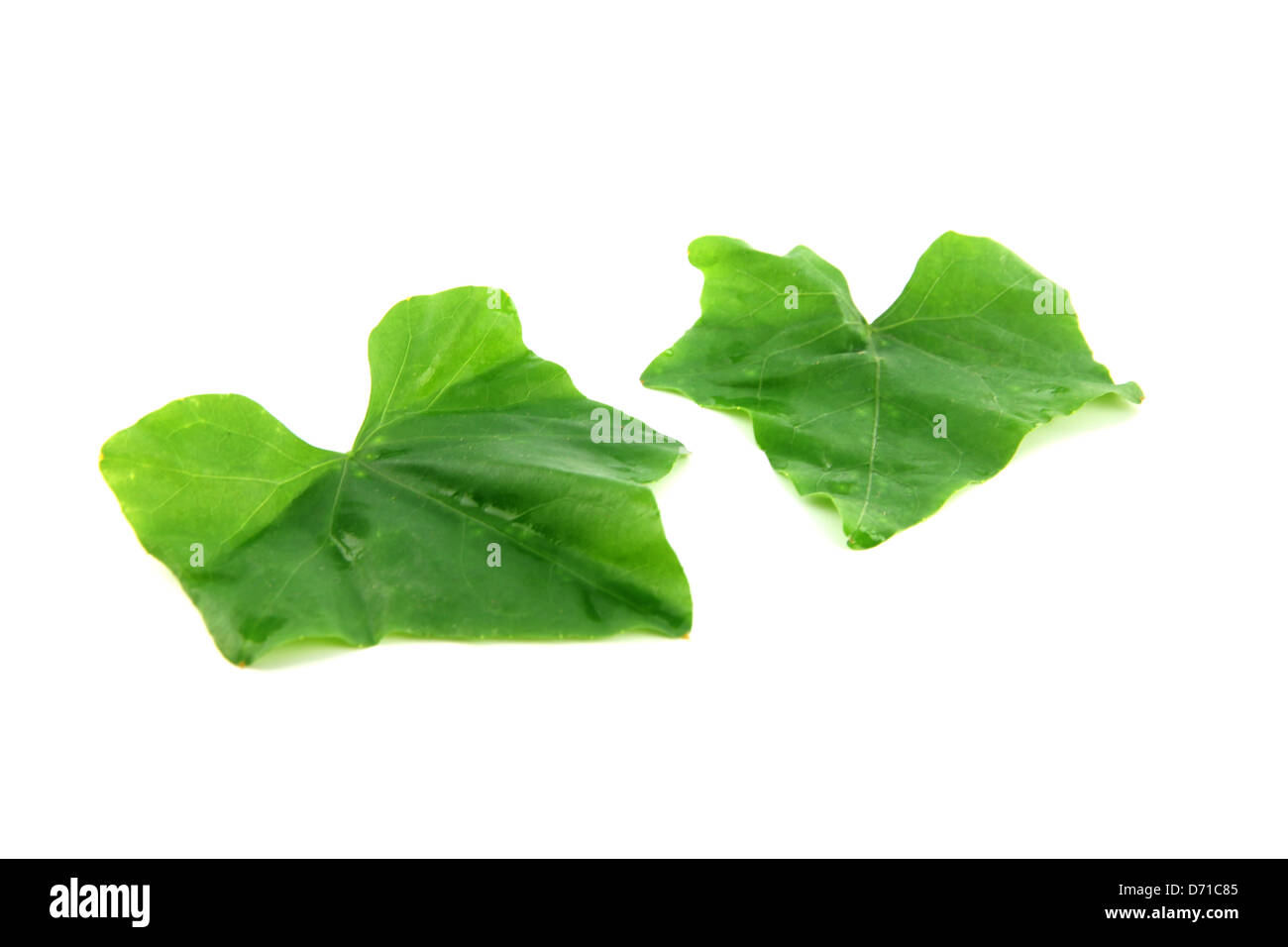 The Gourd vegetables in a white background Stock Photo - Alamy