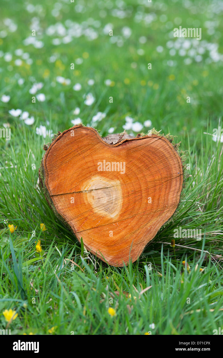 Cut Tree trunk heart shape. Tree rings Stock Photo