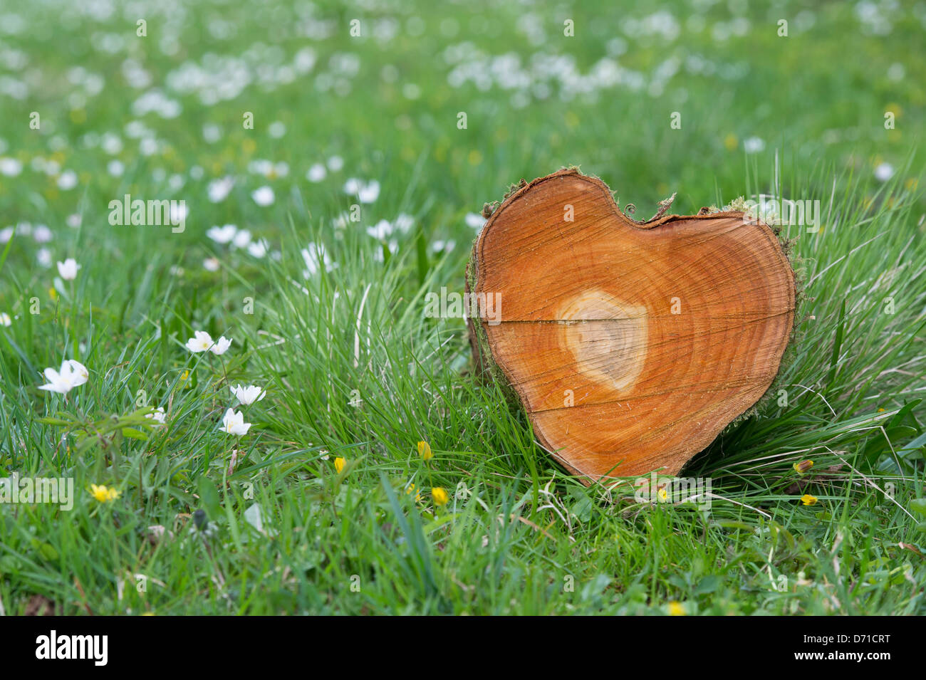 Cut Tree trunk heart shape. Tree rings Stock Photo