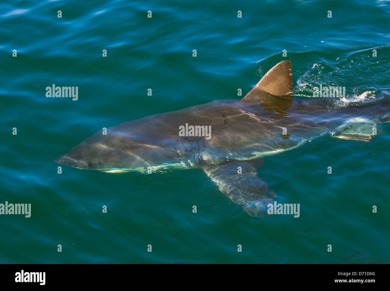 Great White Shark, False Bay, South Africa Stock Photo