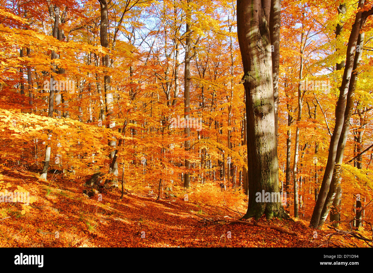 Buchenwald im Herbst - beech forest in fall 33 Stock Photo