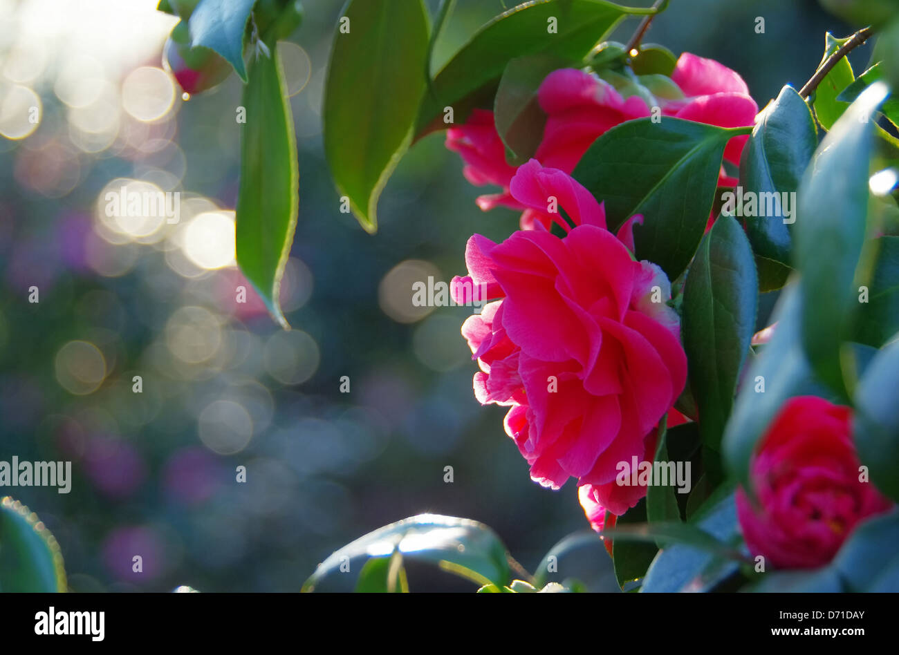 Kamelie - Japanese camellia 03 Stock Photo