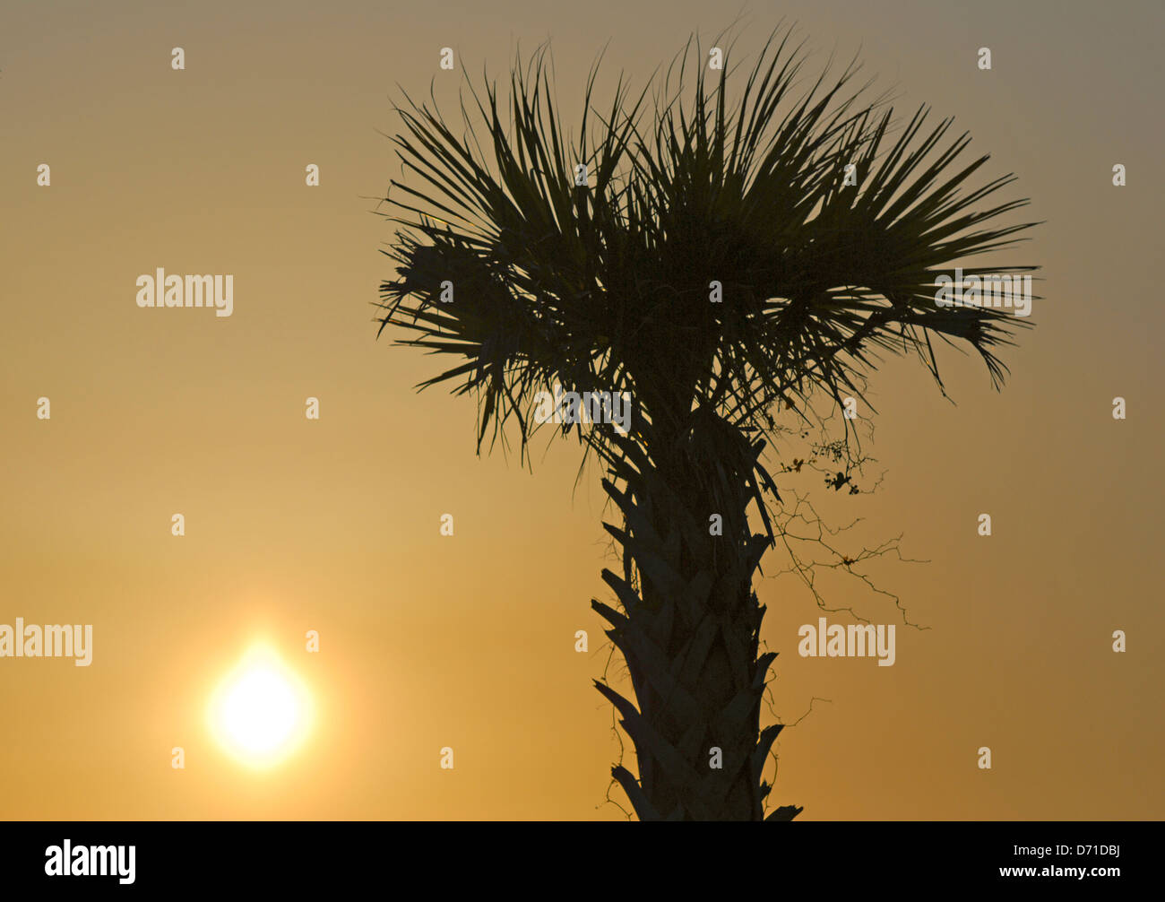 A palmetto tree is silhouetted at sunset along a beach near Charleston, South Carolina, United States of America Stock Photo
