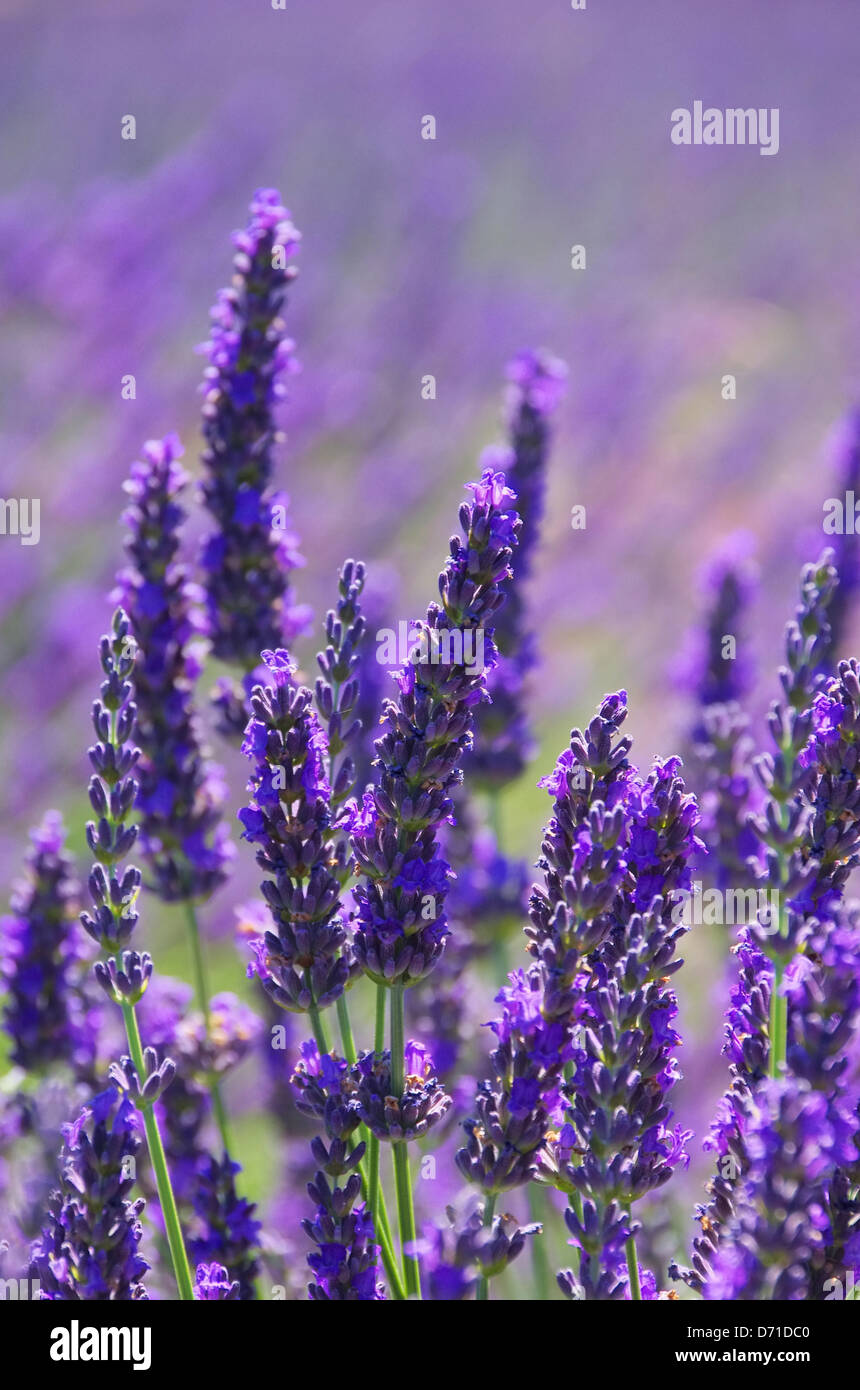 Lavendel - lavender 172 Stock Photo