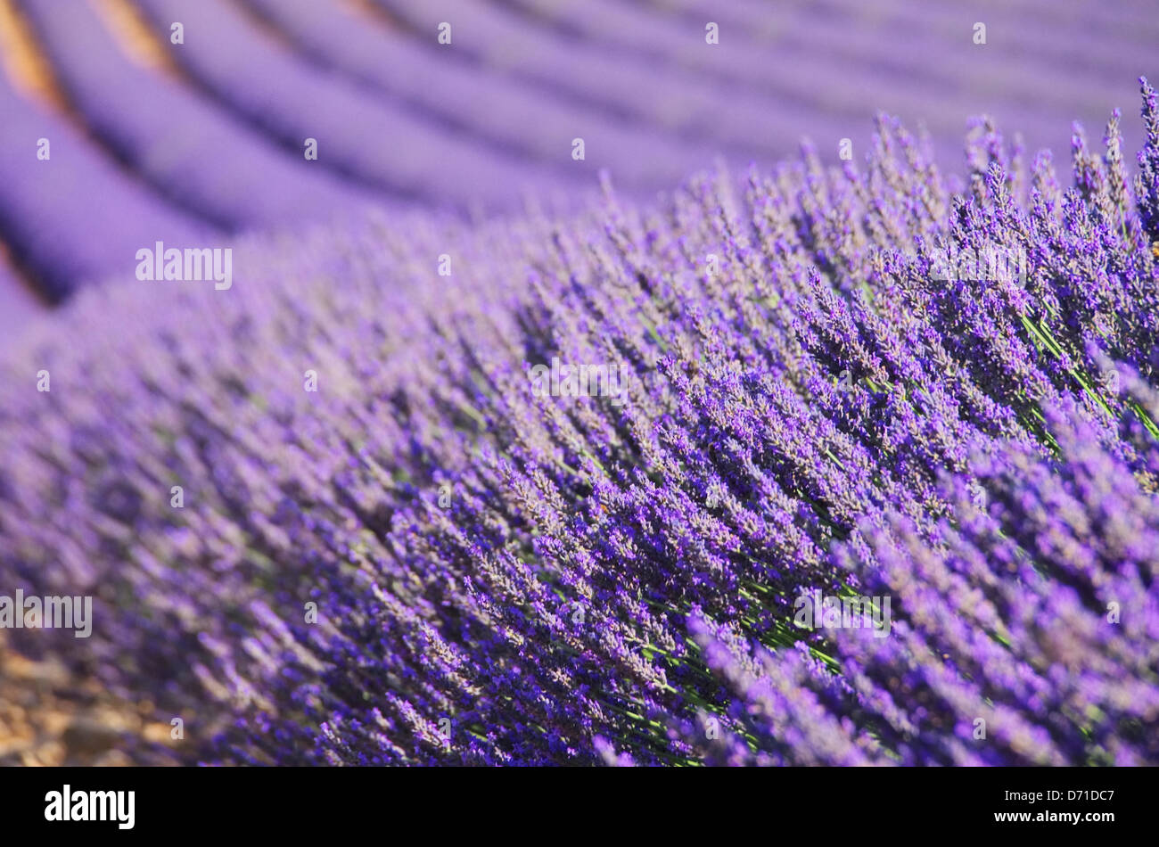 Lavendelfeld - lavender field 99 Stock Photo