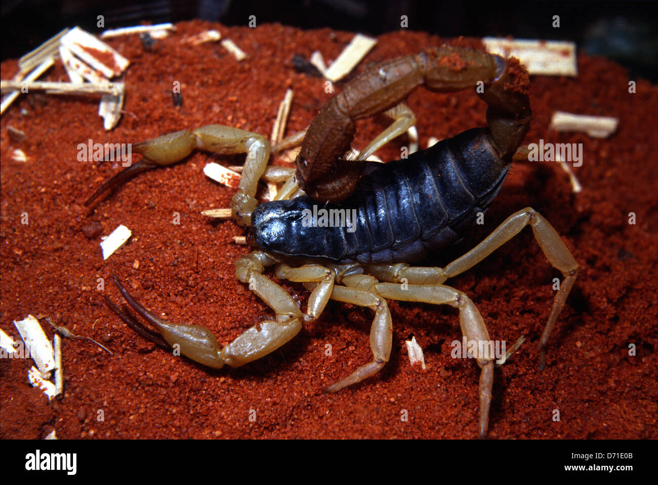 Arizona Desert hairy scorpion, Hadrurus arizonensis, Caraboctonidae, USA Stock Photo