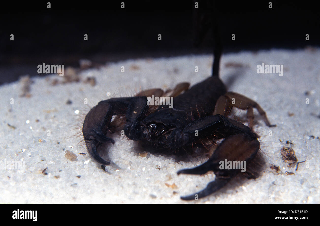 Flat Rock Scorpion Hadogenes troglodytes, Suthern Africa Stock Photo