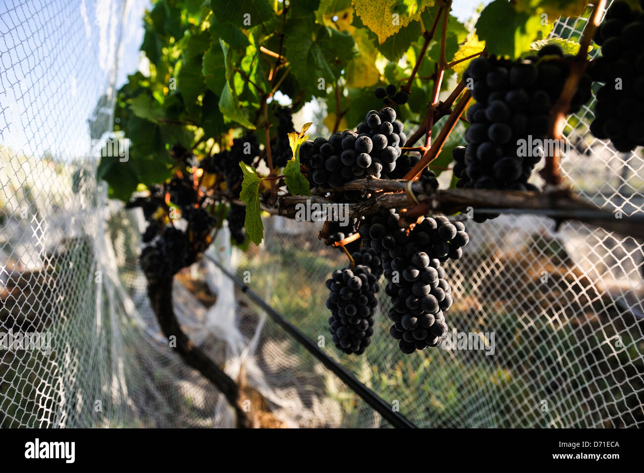 Early morning dew on netted ripe pinot noir grapes, approx one week before harvest 2013. Martinborough wine region New Zealand Stock Photo