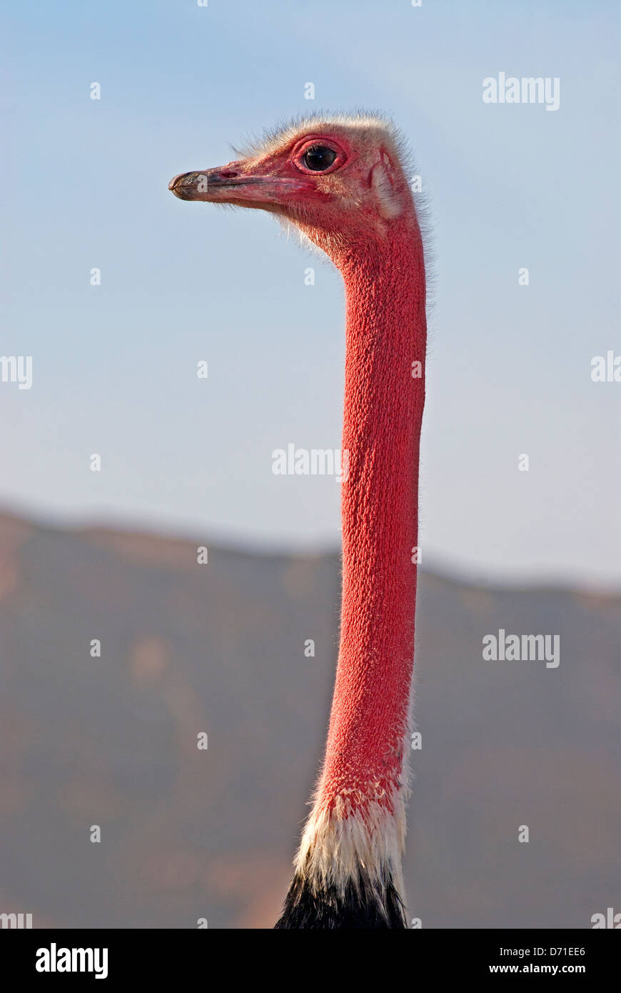 Ostrich male red neck during mating season Stock Photo
