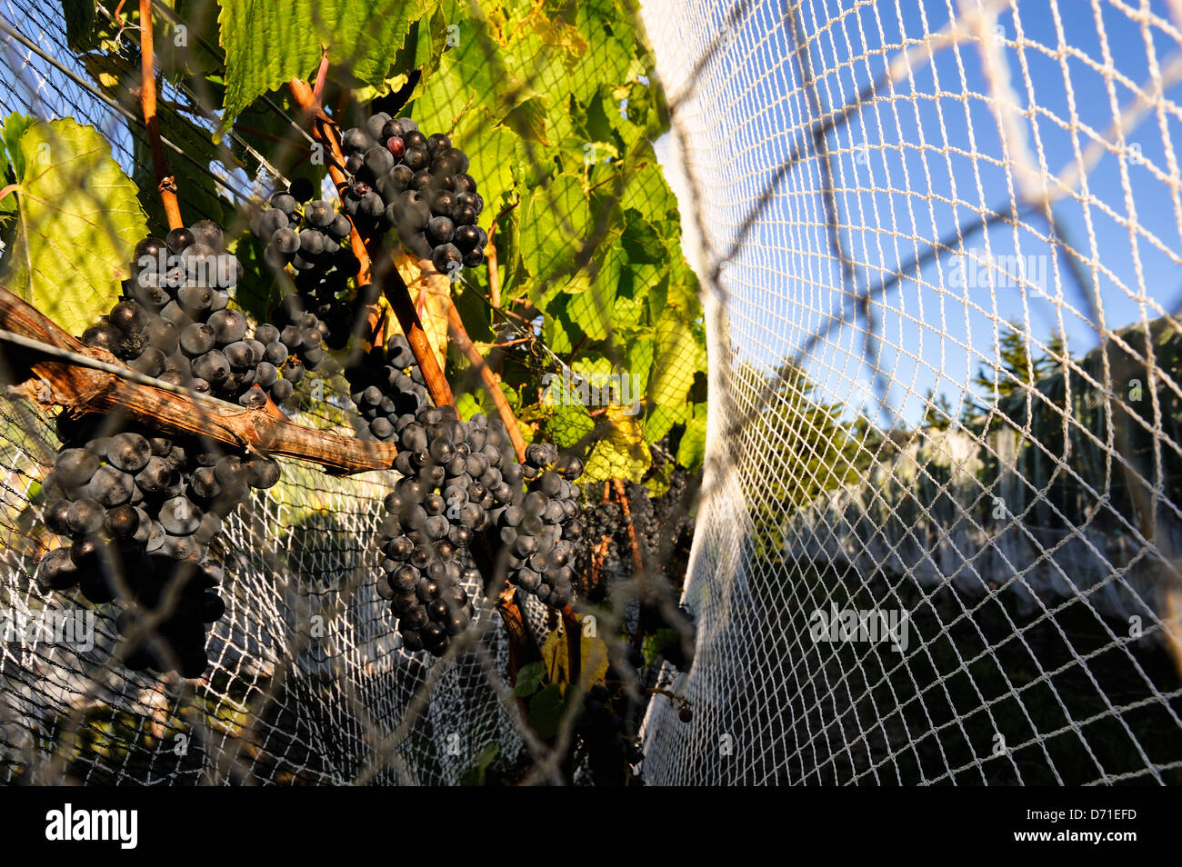 Netted ripe pinot noir grapes, approx one week before harvest, early evening sunlight. Martinborough region New Zealand Stock Photo