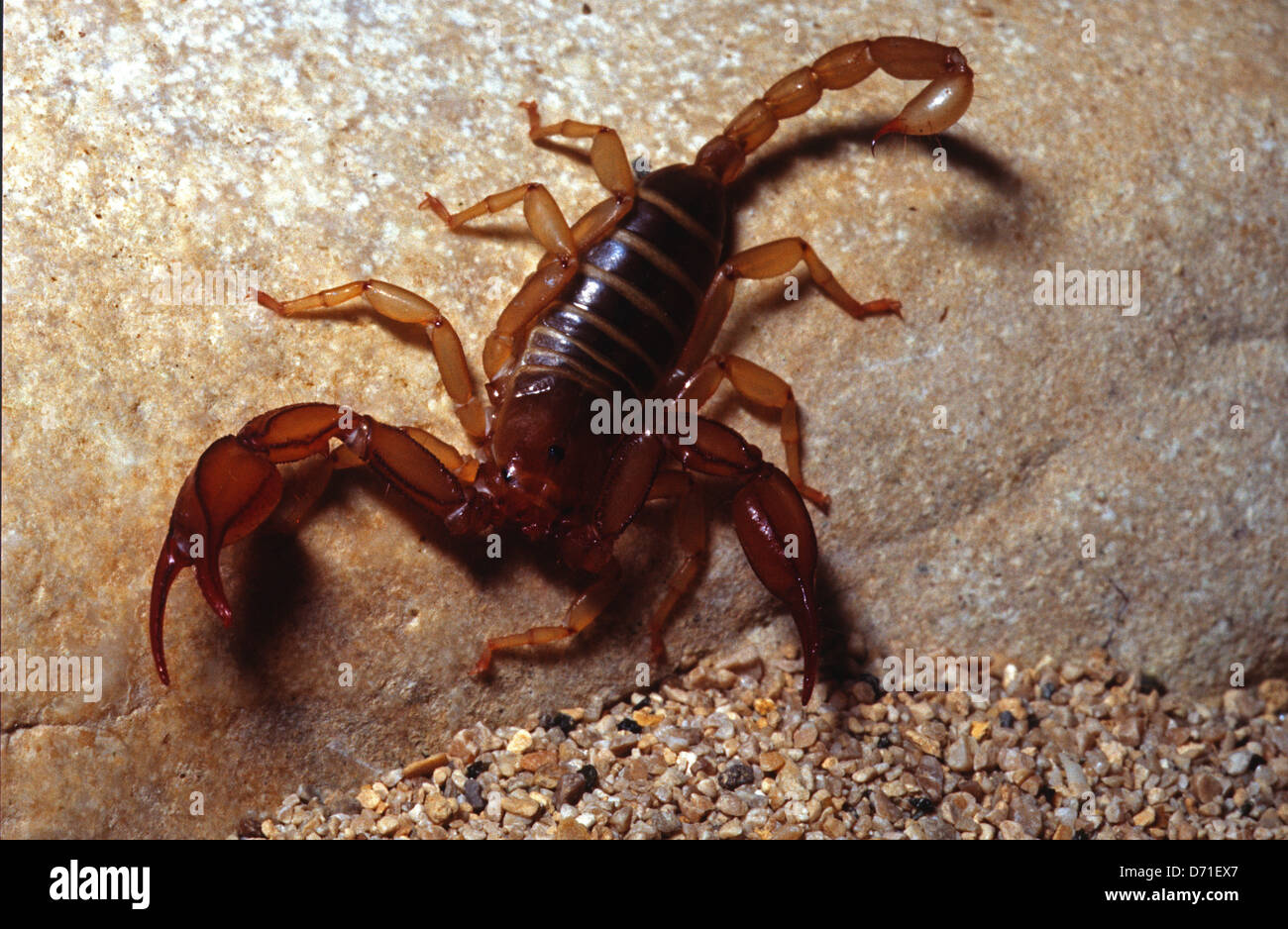 Europian Scorpion, Euscorpius italicus, Euscorpiidae, Lazio, Italy Stock Photo