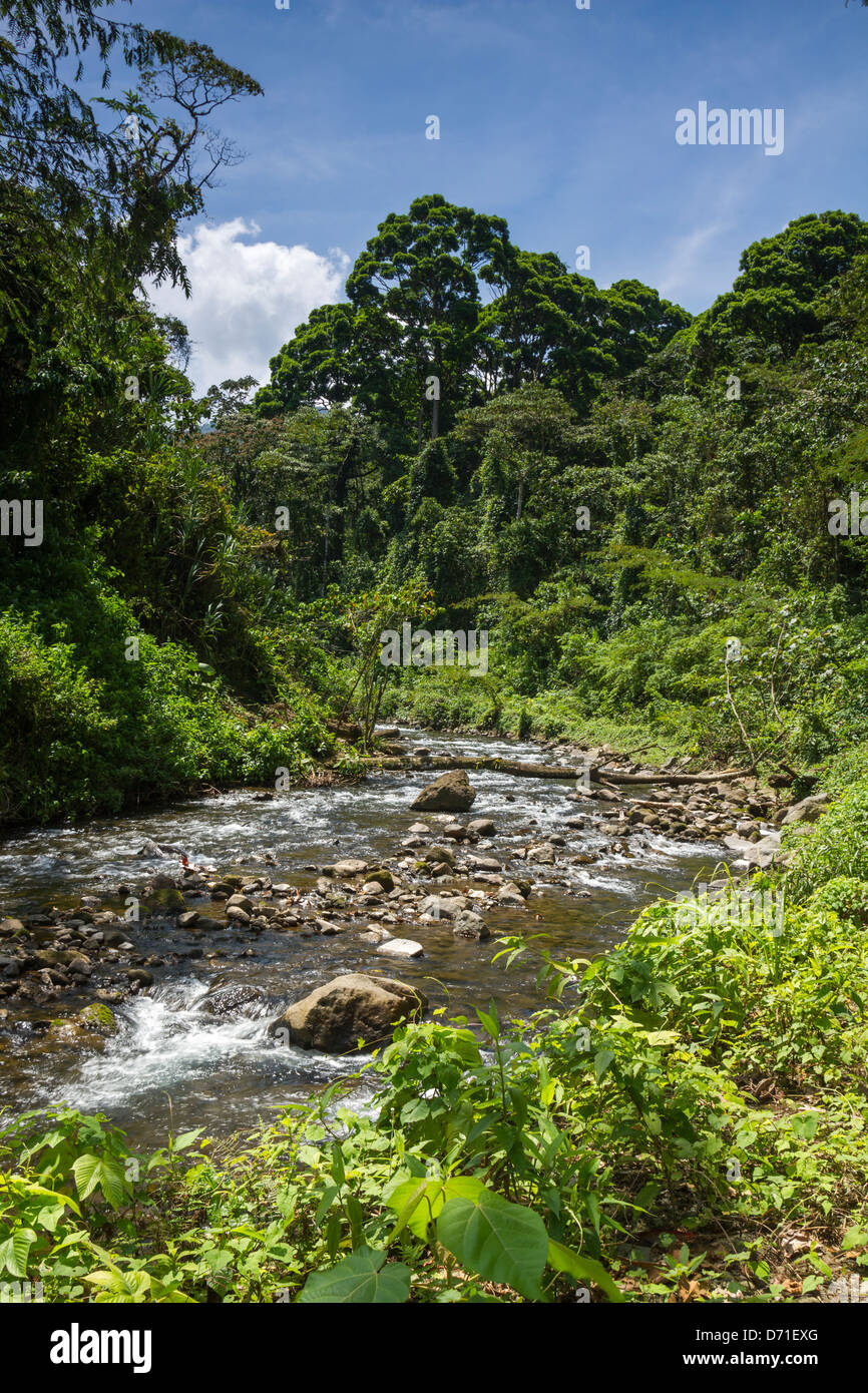 Arenal Forest, Arenal Volcano National Park, Costa Rica Stock Photo