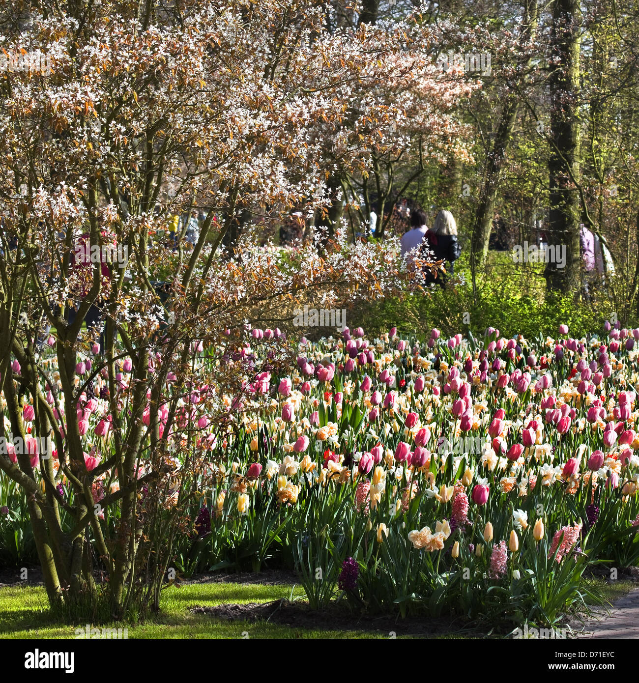 Tulips, daffodils and hyacinths in pastel colors in park in spring with