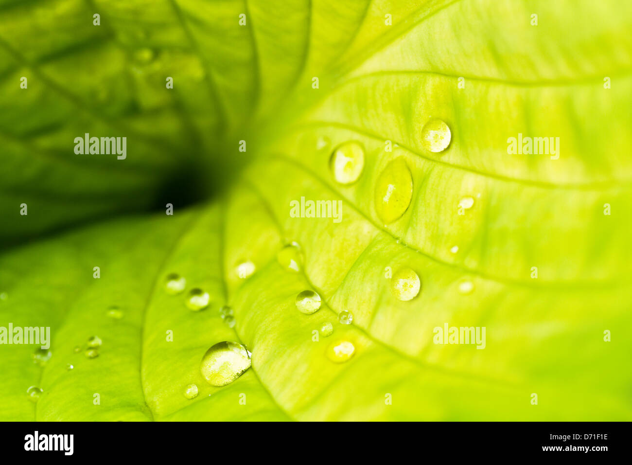 Light green Hosta leaf with raindrops in summer Stock Photo