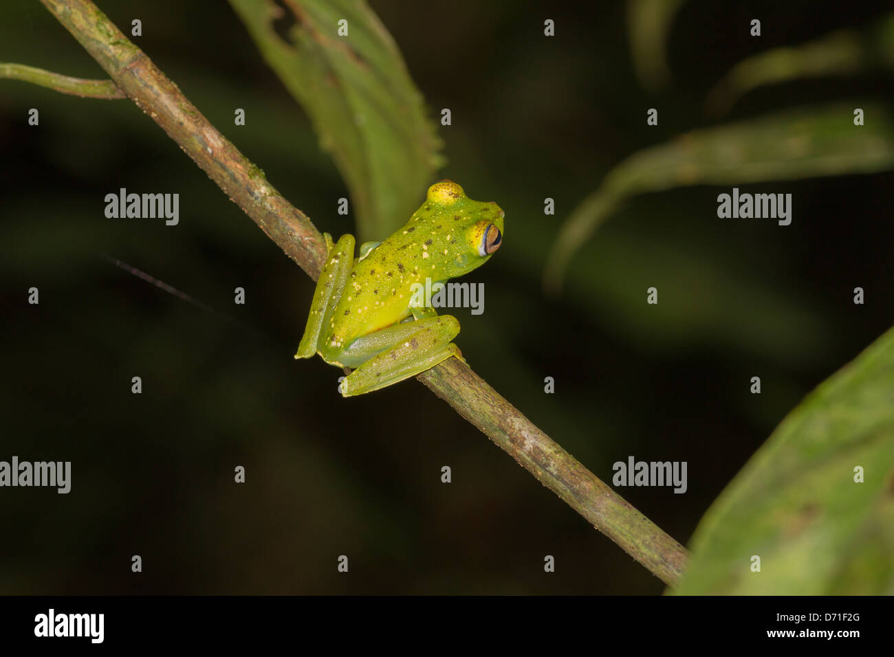 Glass Frog or Glassfrog (unidentified species) Stock Photo