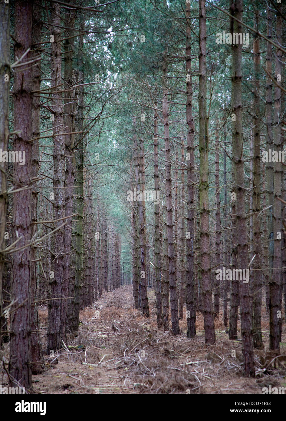 Rows of conifer trees standing in line, Rendlesham Forest, Suffolk, England Stock Photo