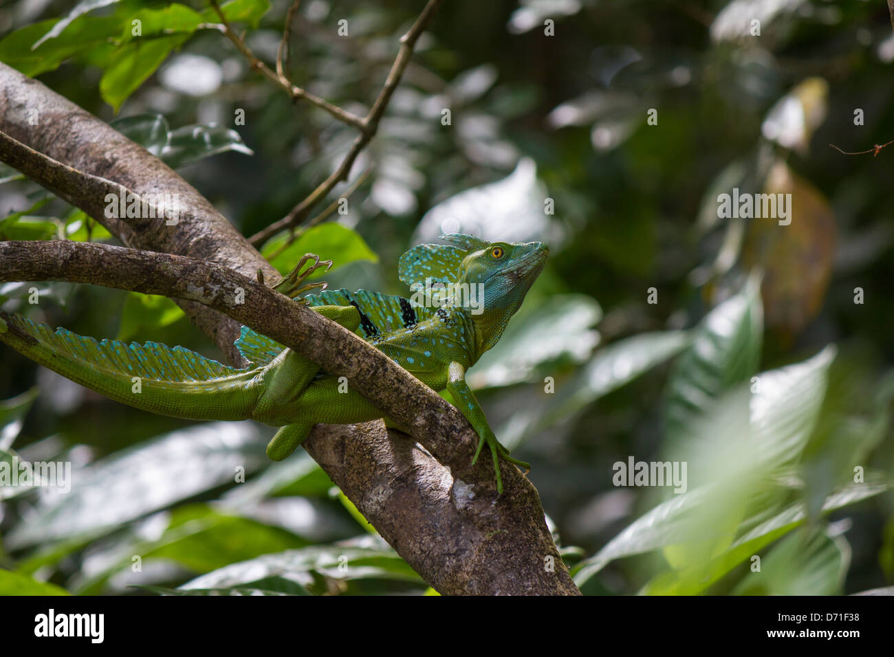 Green Basilisk (Basiliscus plumifrons), Plumed Basilisk, Double Crested Basilisk or Jesus Christ Lizard Stock Photo