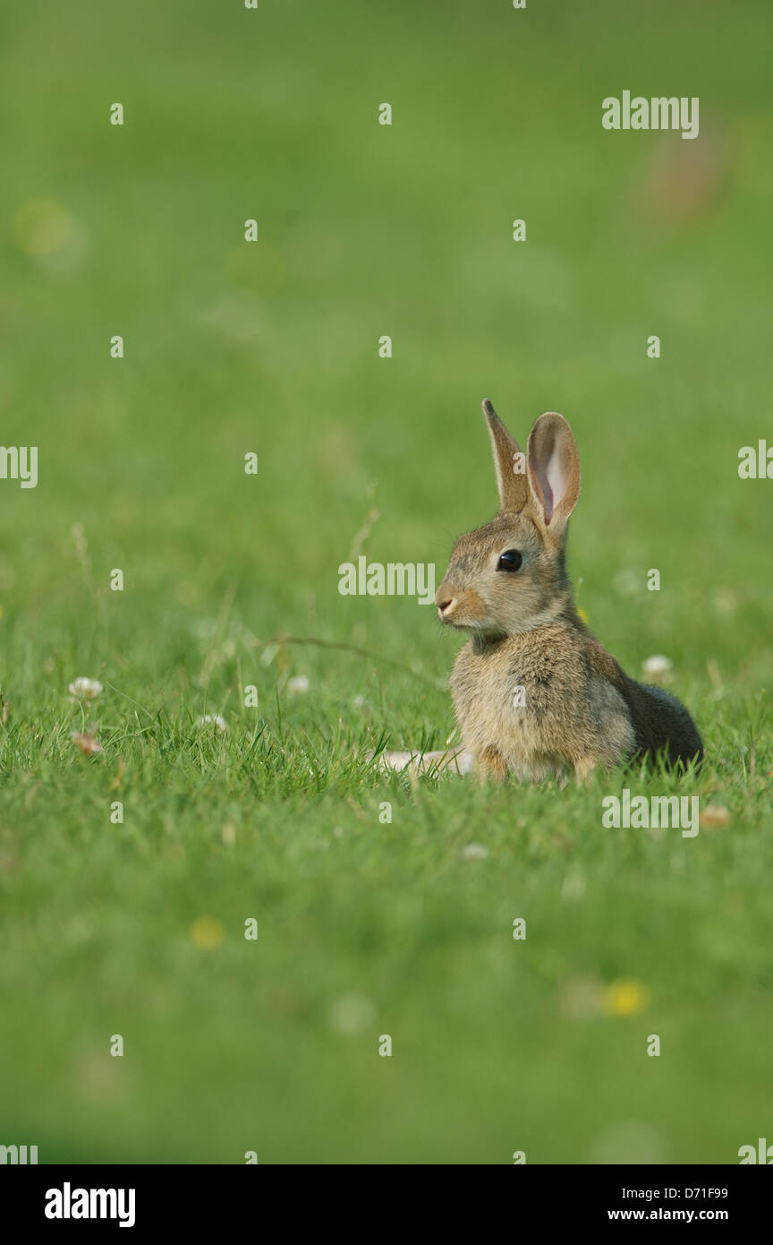 Rabbit laying in grass hi-res stock photography and images - Alamy