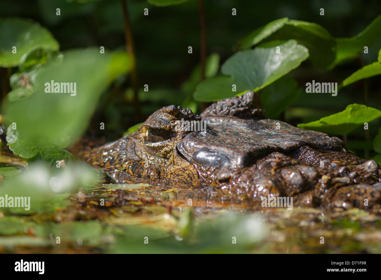 Spectacled Caiman (Caiman crocodilus), White Caiman or Common Caiman Stock Photo