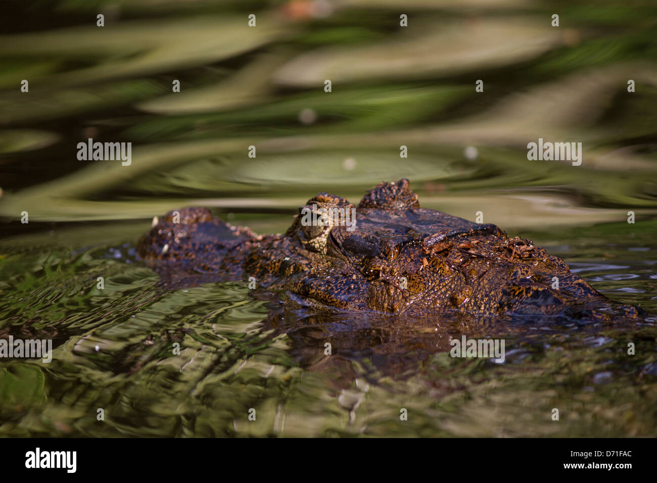 Spectacled Caiman (Caiman crocodilus), White Caiman or Common Caiman Stock Photo