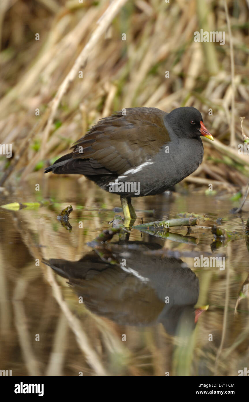 Common Moorhen Common Gallinule Gallinula Chloropus Fulica common-moorhen-common-gallinule-gallinula-chloropus-fulica