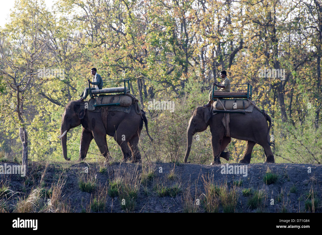 asian elephants,elephas maximus,working,mahouts,madhya pradesh,india Stock Photo