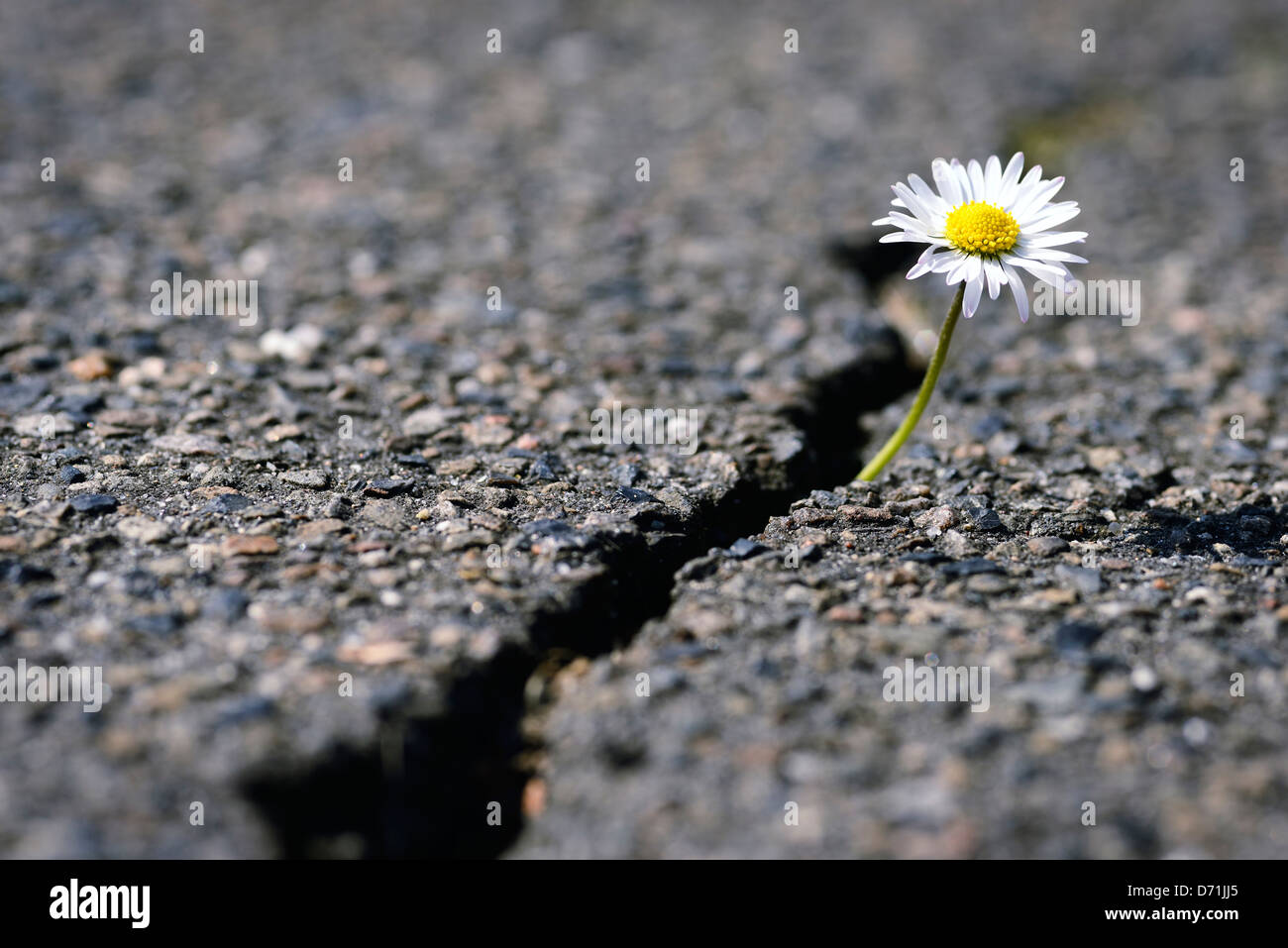 Daisy grows by an asphalt cover Stock Photo