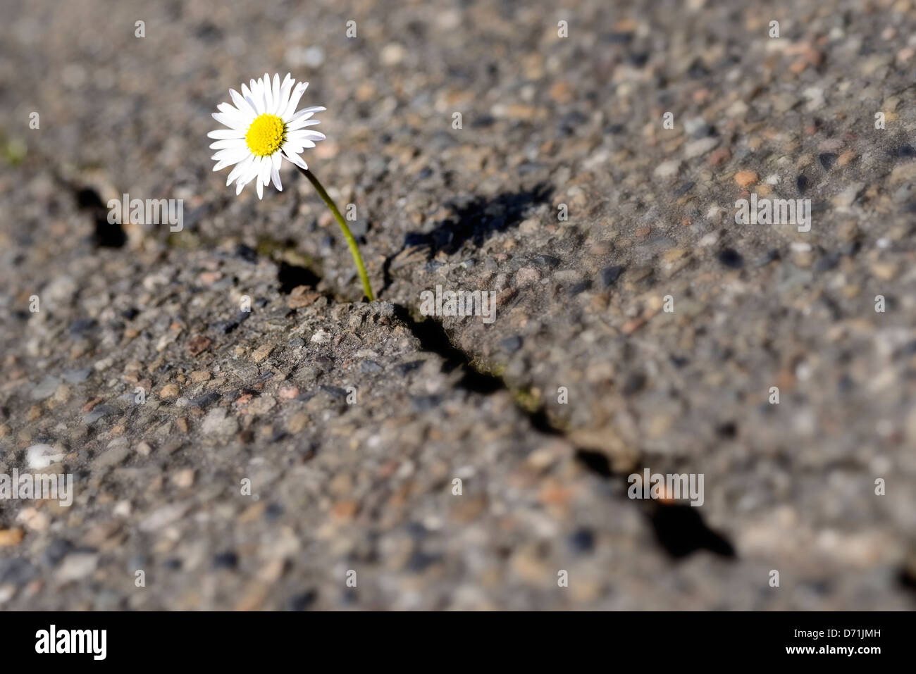 Daisy grows by an asphalt cover Stock Photo