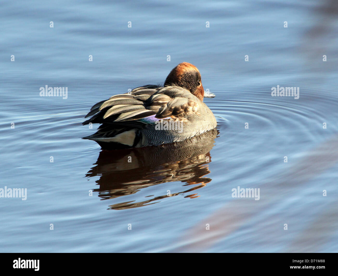 Mature male Eurasian or Common Teal (Anas crecca) swimming and foraging in coastal waters Stock Photo