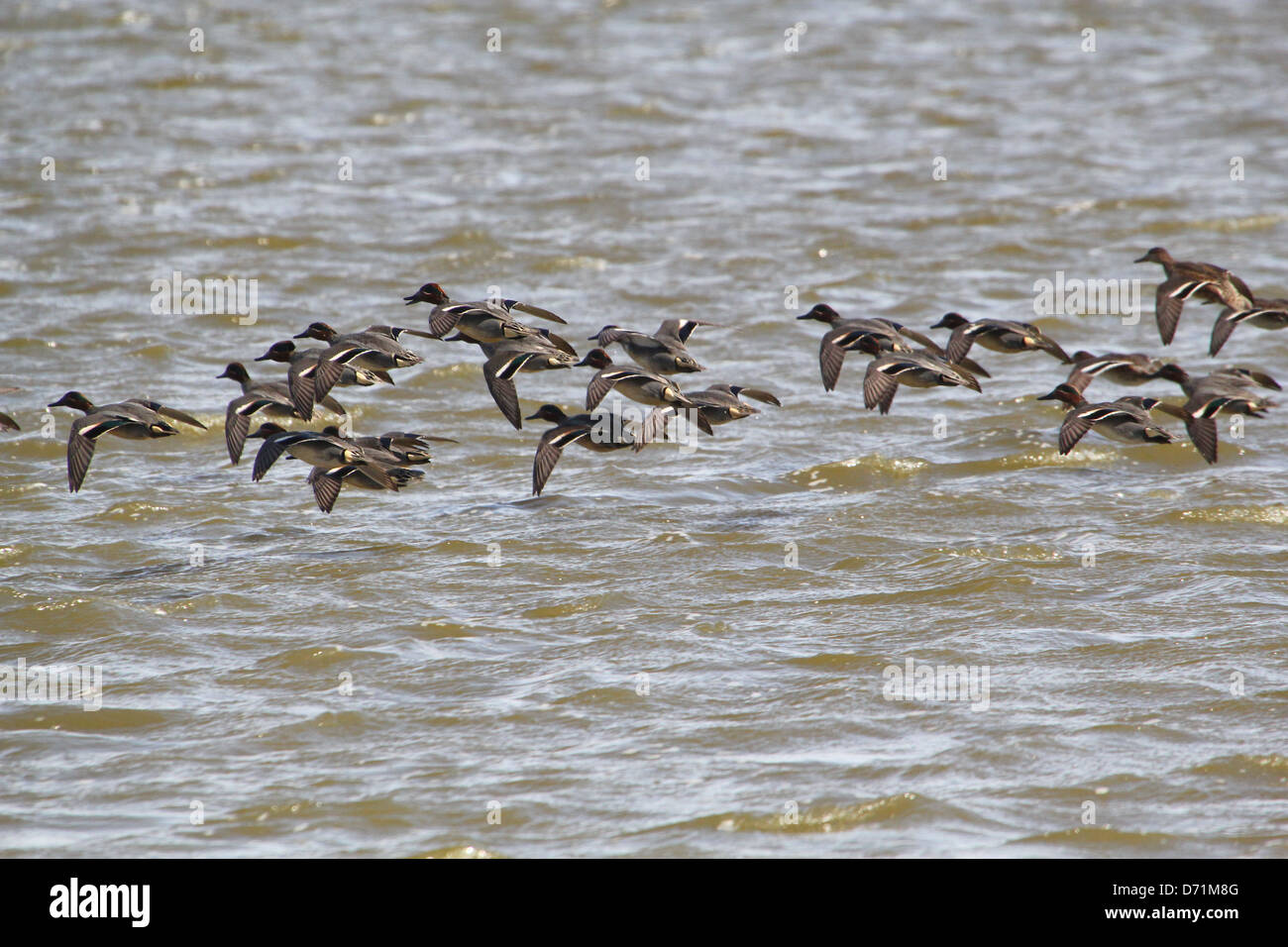 Large flock of male and female Eurasian  Teals (Anas crecca) in flight, about to touch down Stock Photo
