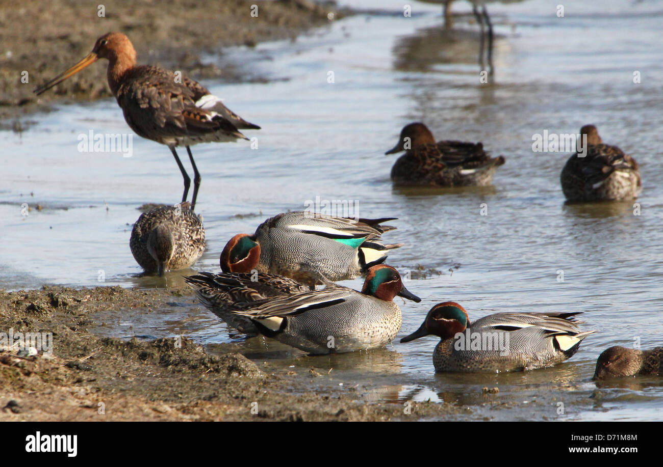 Group of mature male Eurasian or Common Teals (Anas crecca) swimming and foraging and preening Stock Photo
