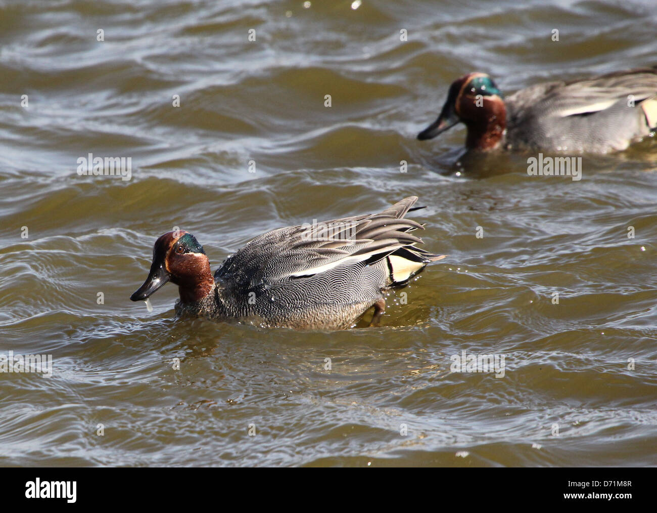 Two mature male Eurasian or Common Teals (Anas crecca) swimming and foraging in coastal waters Stock Photo