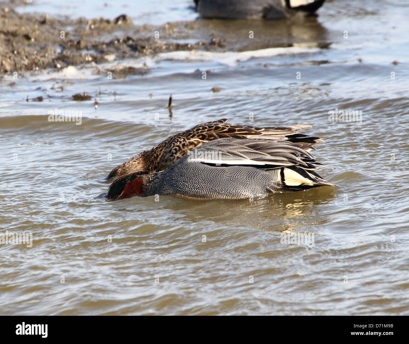 Mature male Eurasian or Common Teal dabbling ducks (Anas crecca) swimming and foraging in coastal waters Stock Photo