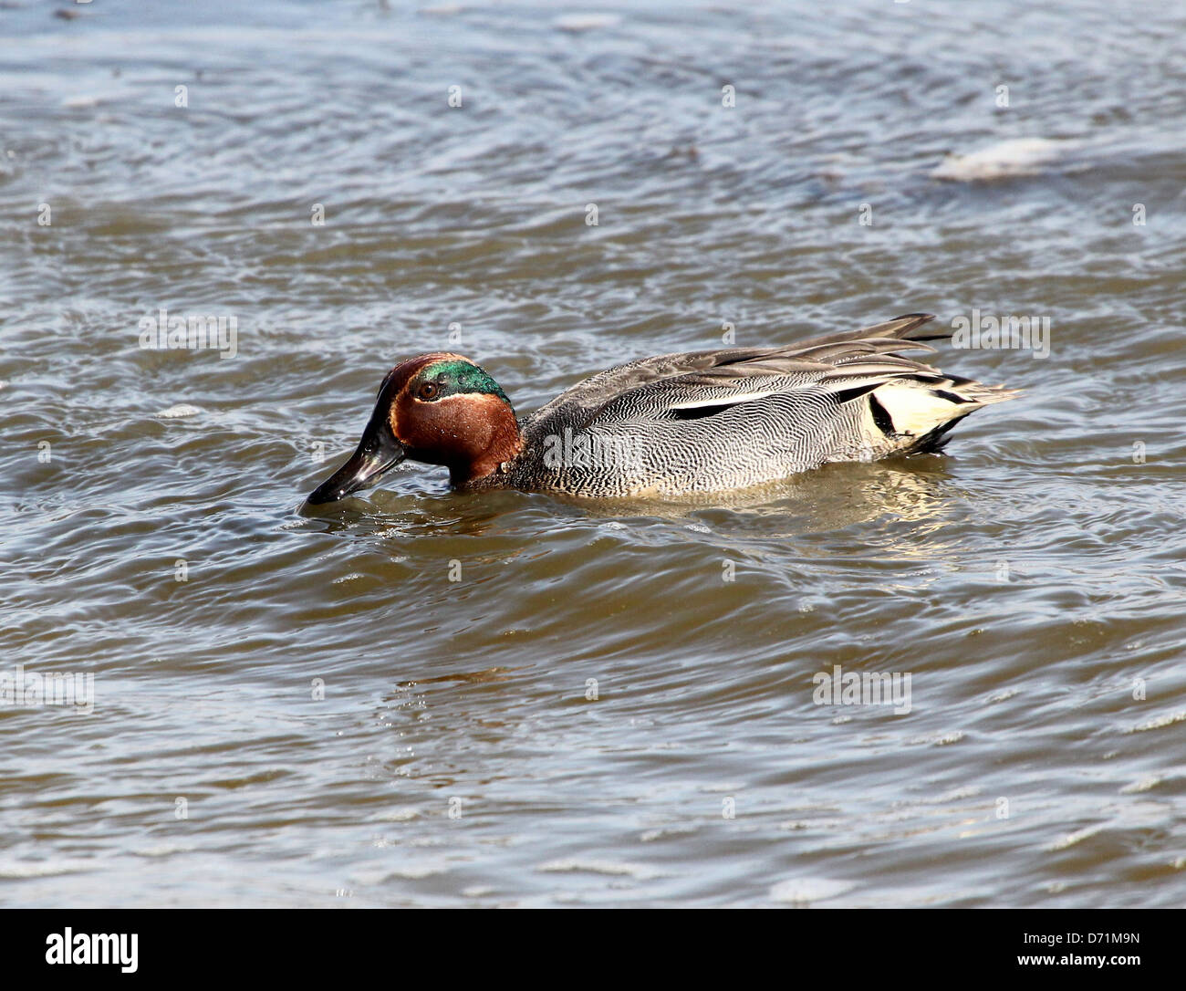 Mature male Eurasian or Common Teal  dabbling duck (Anas crecca) swimming and foraging in coastal waters Stock Photo