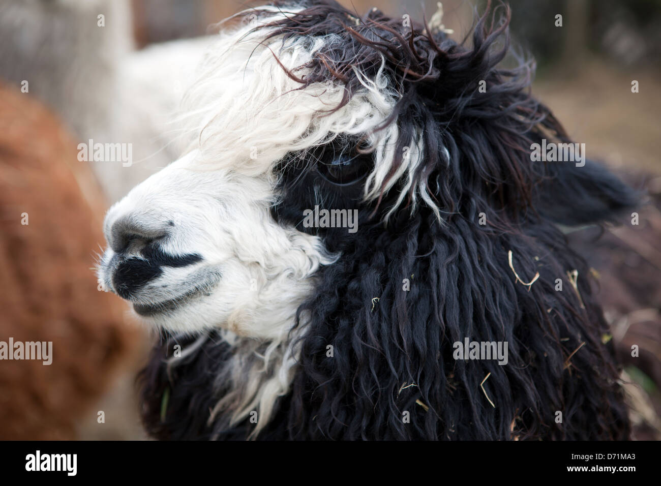 Black and white alpaca Stock Photo Alamy