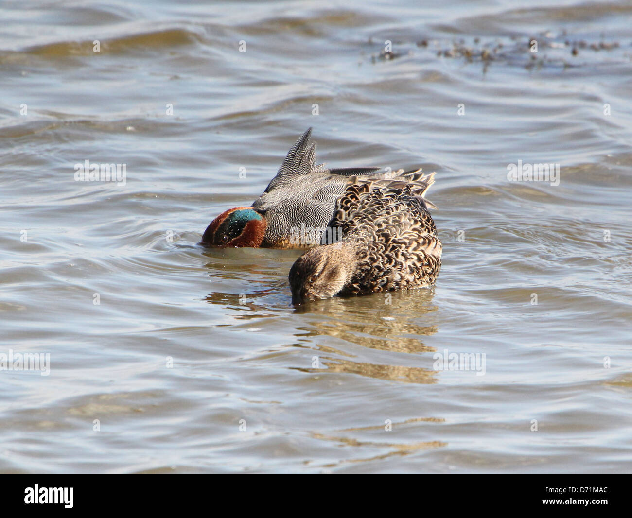 Mature male Eurasian or Common Teal dabbling ducks (Anas crecca) swimming and feeding in the Northern Netherlands Stock Photo