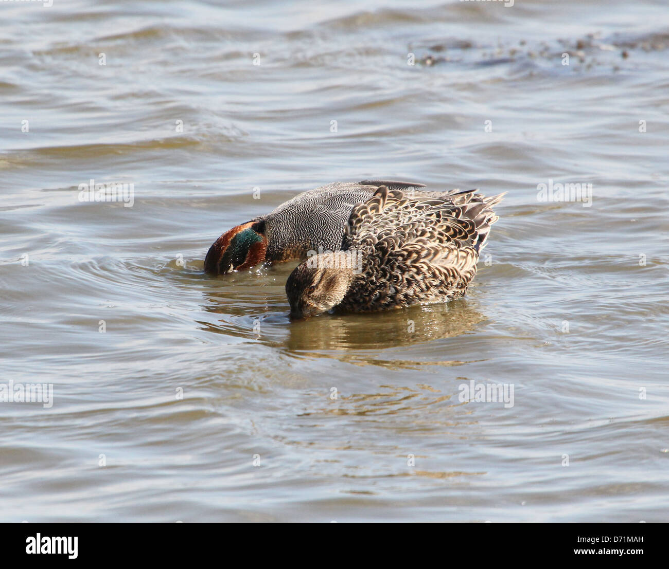 Mature male Eurasian or Common Teal (Anas crecca) swimming and foraging in coastal waters Stock Photo