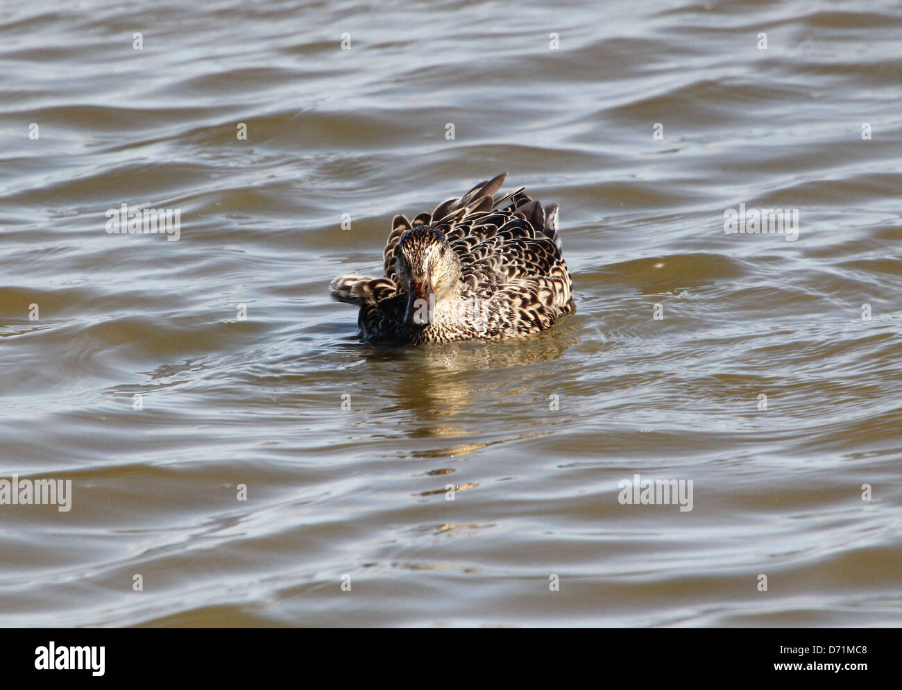 Mature female Eurasian or Common Teal (Anas crecca) swimming and foraging in coastal waters Stock Photo