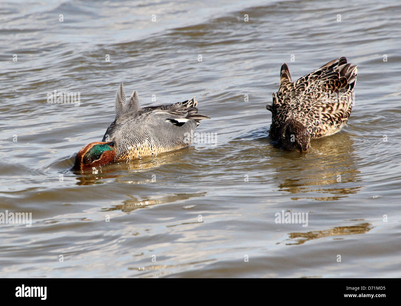 Pair of mature male and female Common Teals (Anas crecca) swimming and foraging in coastal waters Stock Photo