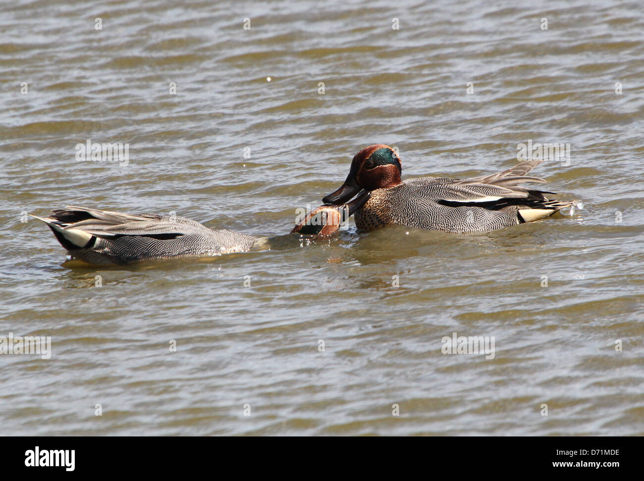 Mature male Common Teals (Anas crecca)  fighting and attacking Stock Photo