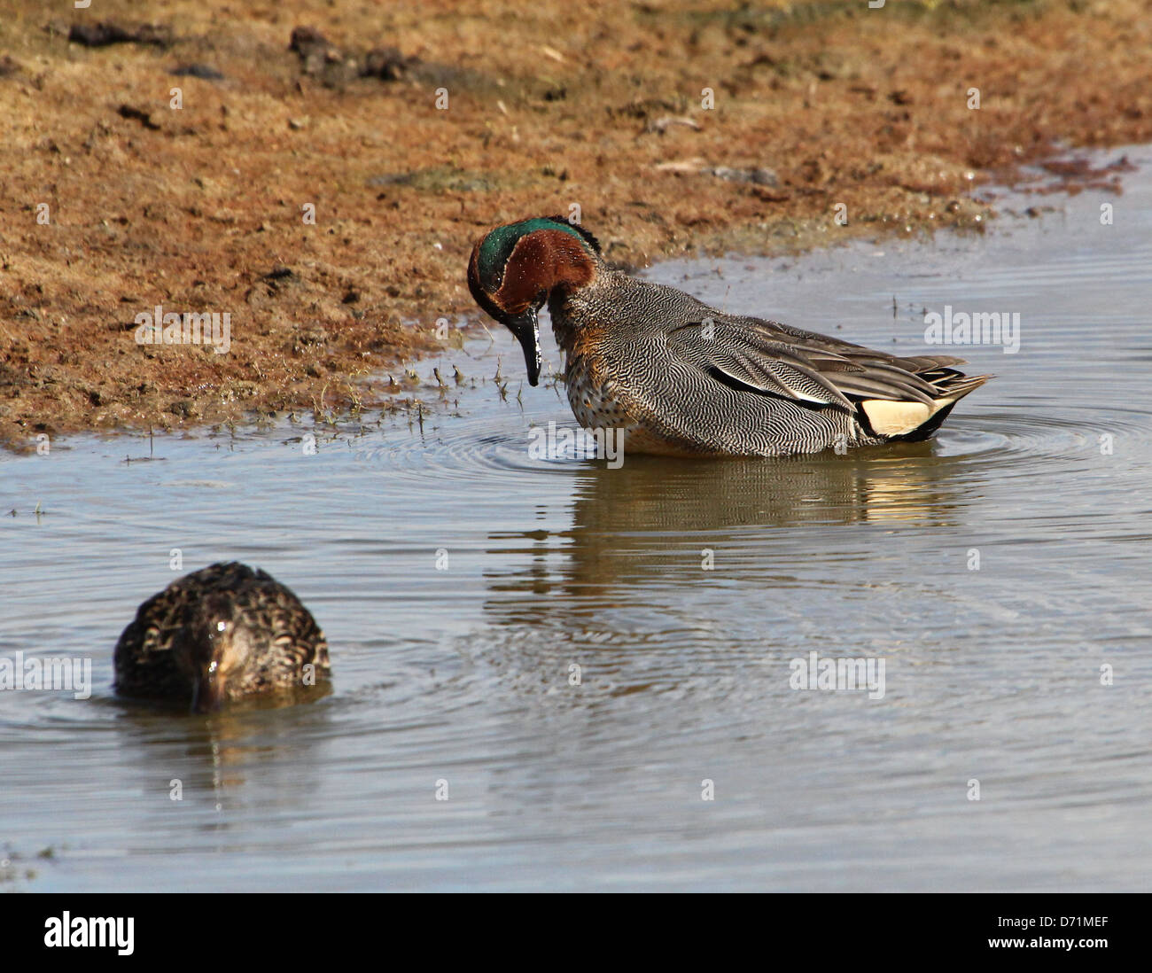 Mature male Eurasian or Common Teal (Anas crecca) preening his feathers Stock Photo