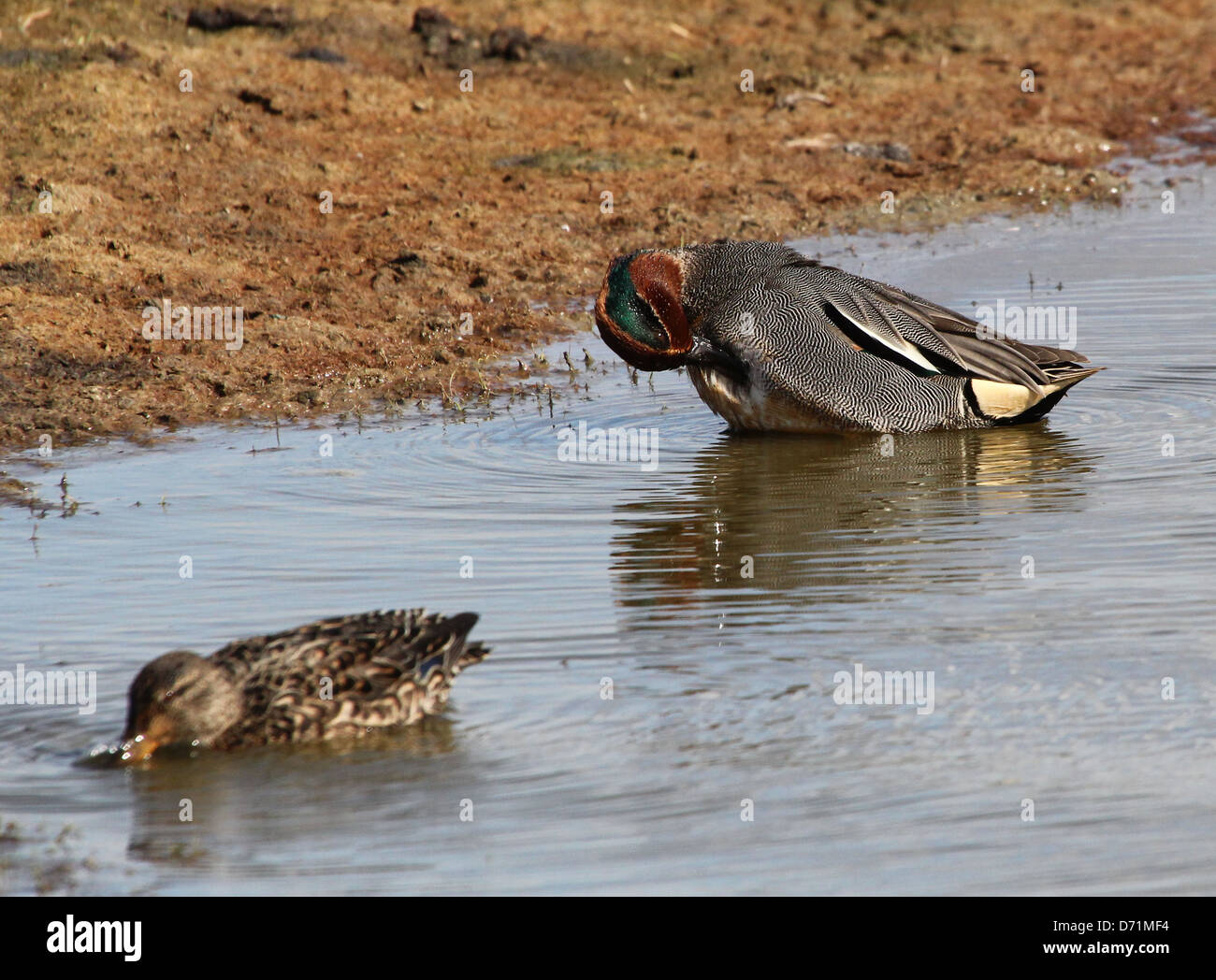 Mature male Eurasian or Common Teal (Anas crecca) preening his feathers Stock Photo