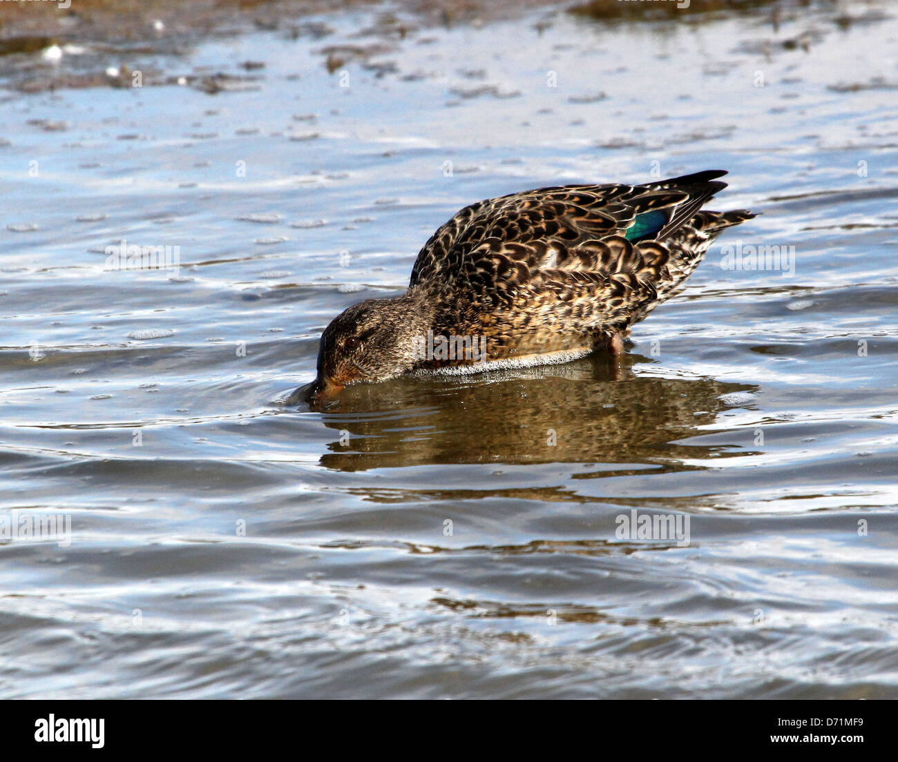 Mature female Eurasian or Common Teal (Anas crecca) swimming and foraging in coastal waters Stock Photo