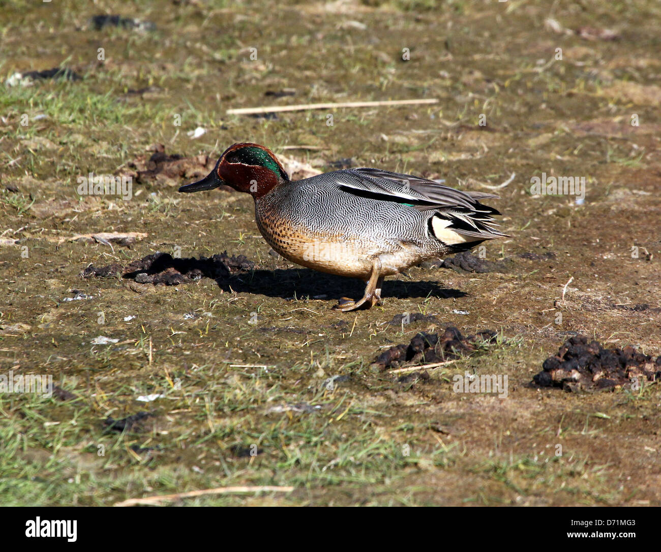 Mature male Eurasian or Common Teal (Anas crecca) on land Stock Photo